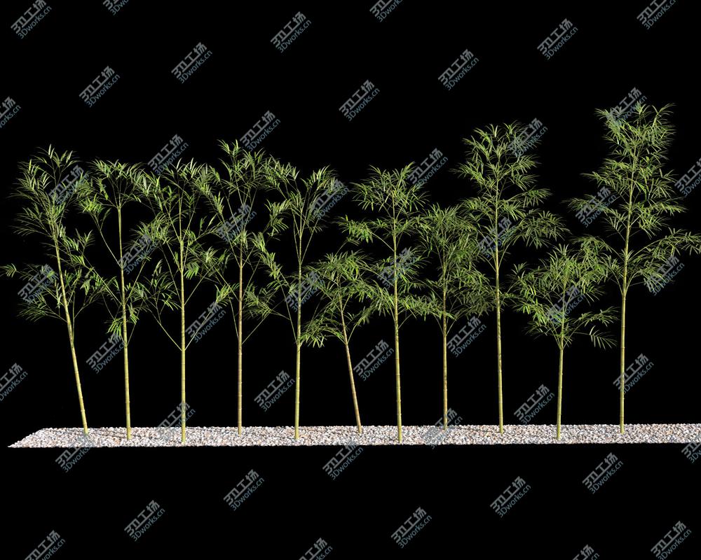 images/goods_img/20210313/Bamboo Trees 4 (GrowFX)/5.jpg